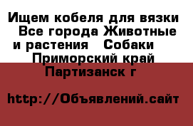 Ищем кобеля для вязки - Все города Животные и растения » Собаки   . Приморский край,Партизанск г.